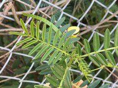 Senna barronfieldii