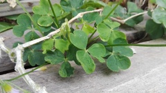 Oxalis