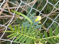 Senna barronfieldii