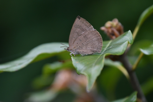 Japanese Oakblue