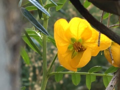 Senna barronfieldii