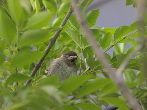 Passer montanus saturatus