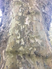 Platanus × hispanica