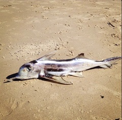 Callorhinchus milii