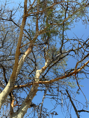 Vachellia seyal fistula
