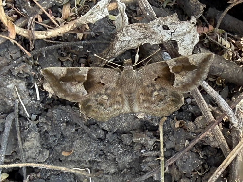 Hyaline Dotted Elfin