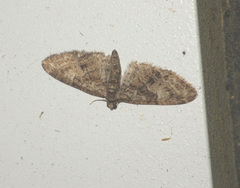 Eupithecia abbreviata