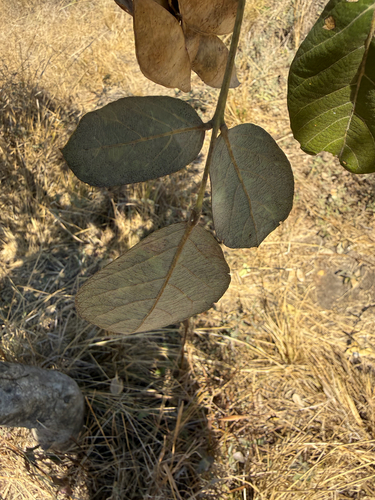 apple-leaf