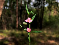 Cyanothamnus polygalifolius