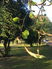 Fagus sylvatica