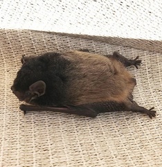 Chalinolobus gouldii