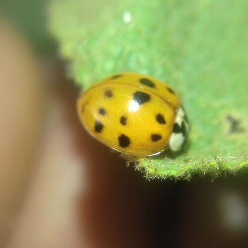 Asian Lady Beetle