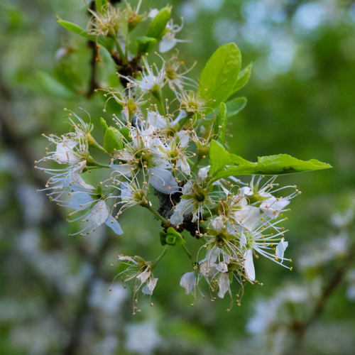 Prunus spinosa