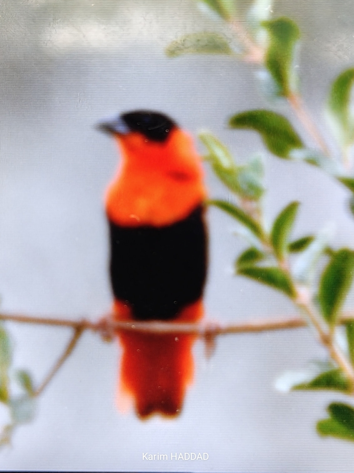 Northern Red Bishop (Euplectes franciscanus), photo 1