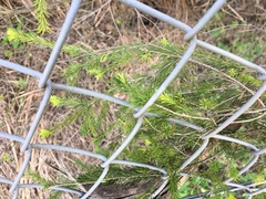 Melaleuca diosmatifolia