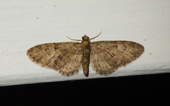 Eupithecia abbreviata