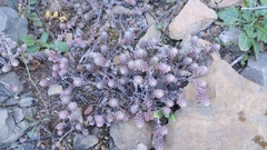 Sedum potosinum