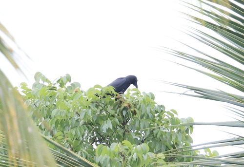 Philippine Jungle Crow (Corvus philippinus), photo 5