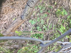 Melaleuca diosmatifolia