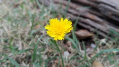 Hypochaeris radicata