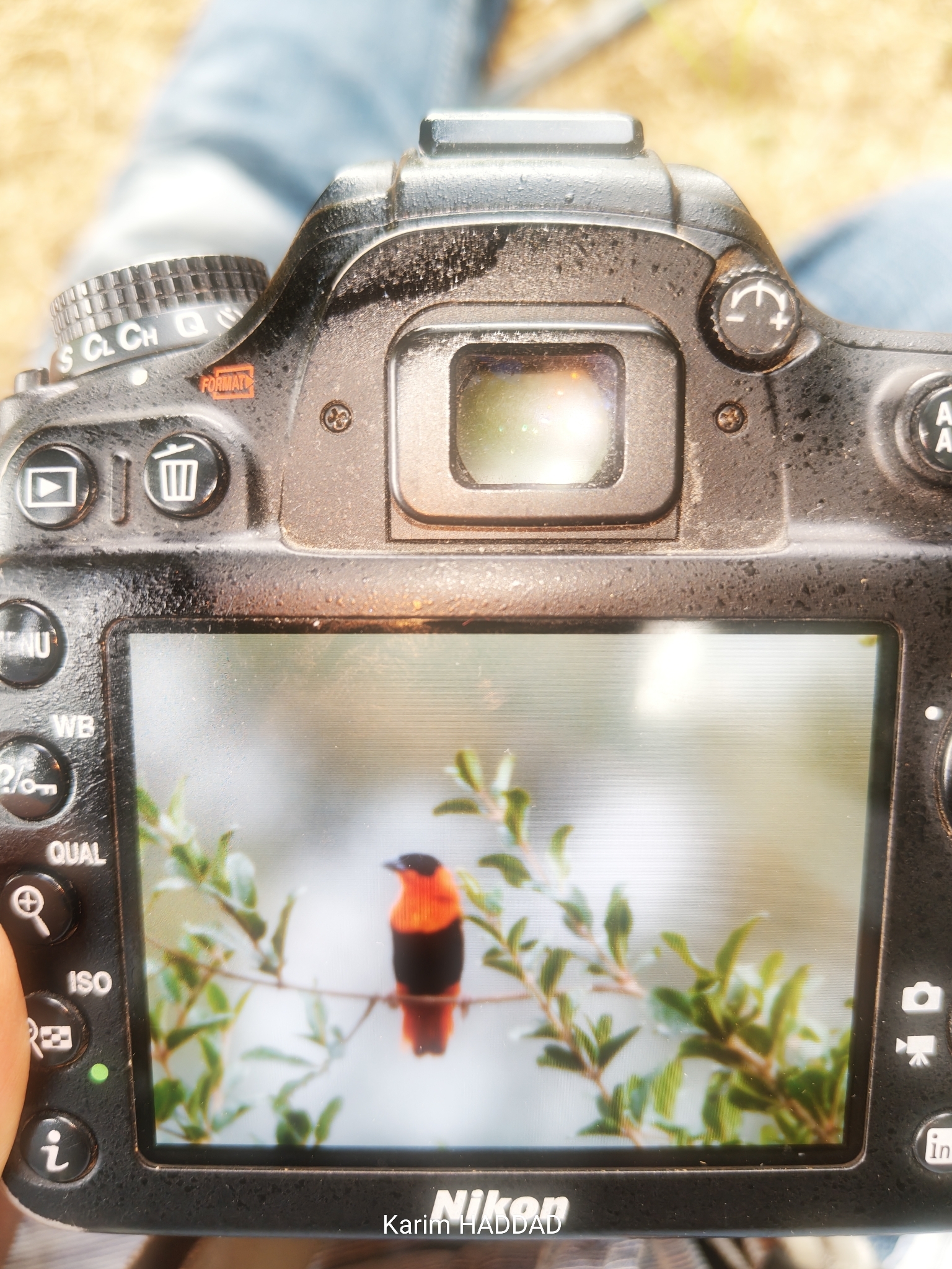 Northern Red Bishop (Euplectes franciscanus), photo 2