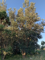 Banksia integrifolia