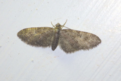 Eupithecia abbreviata