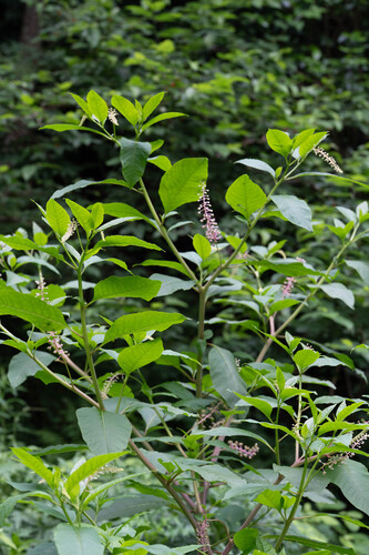American pokeweed