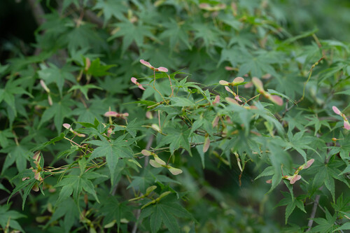 Japanese maple