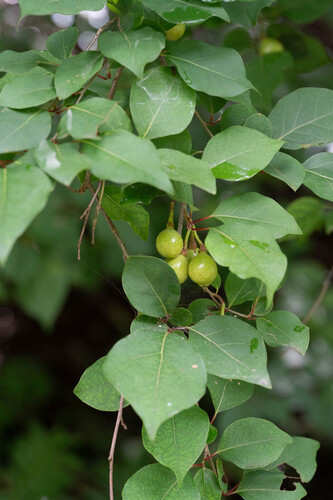 Lindera praecox