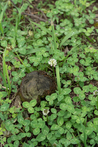 white clover
