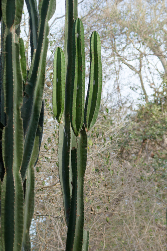 Cereus bicolor, photograph 6