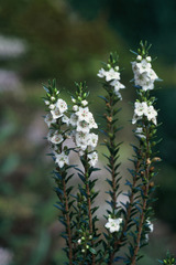 Epacris sinclairii
