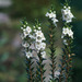 Epacris sinclairii - Photo no rights reserved, uploaded by Peter de Lange