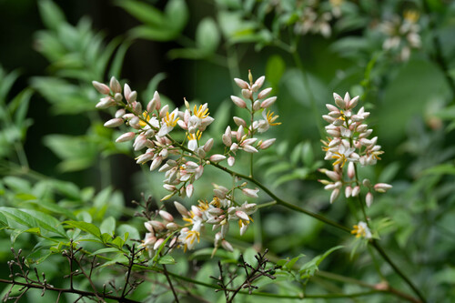 Heavenly bamboo