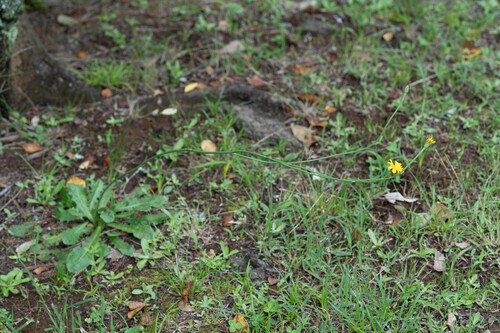Common Cat's-ear