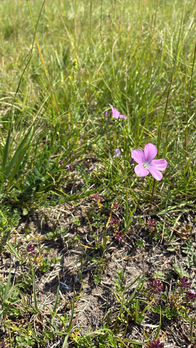 Sticky Flax