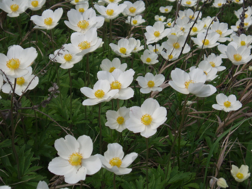 Anemone sylvestris — a medium houseplant, prefers partial sun light