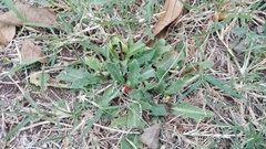 Hypochaeris radicata