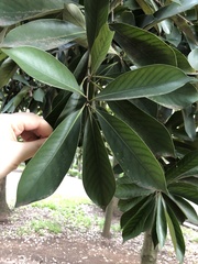 Lithocarpus edulis