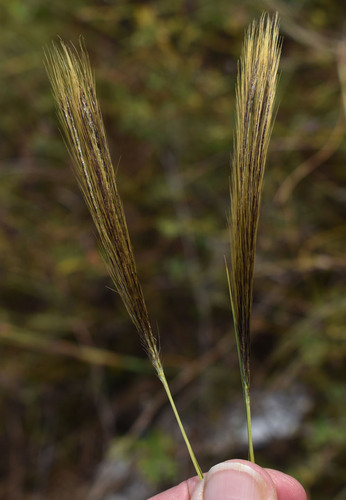 Pseudopogonatherum contortum observed 2026-04-26