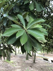 Lithocarpus edulis