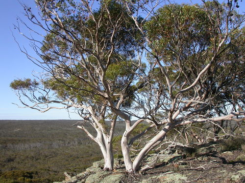 Eucalyptus arborella Brooker & Hopper