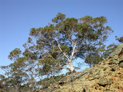Eucalyptus arborella