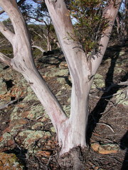 Eucalyptus arborella