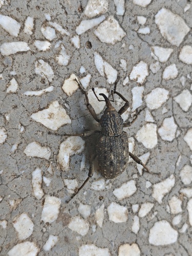 Sipalinus gigas