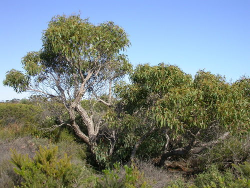 Eucalyptus dolorosa