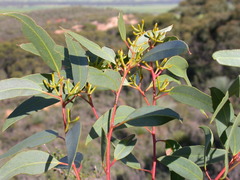 Eucalyptus dolorosa