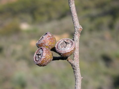 Eucalyptus dolorosa