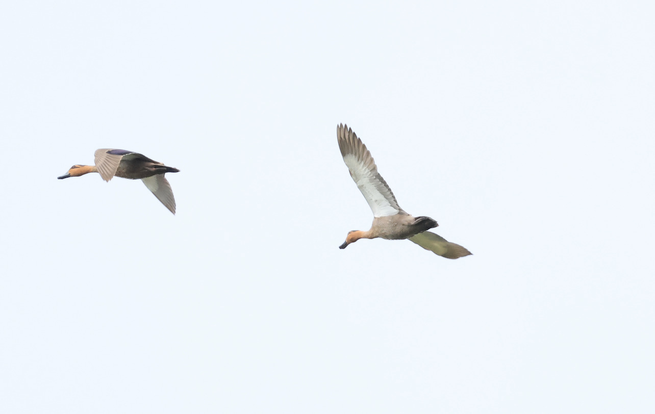 Philippine Duck (Anas luzonica), photo 2